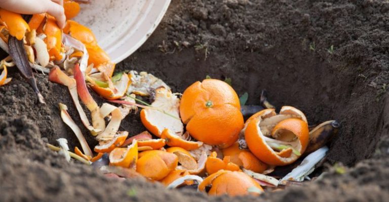 8 Types of Compost That Smell Great and Feed Your Plants Faster