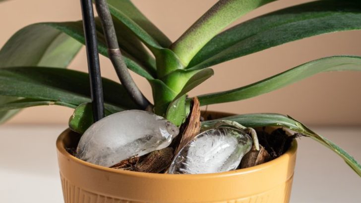 8 Watering Secrets Garden Pros Know But Rarely Share