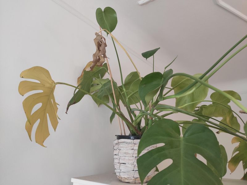 8. Overwatering or Underwatering