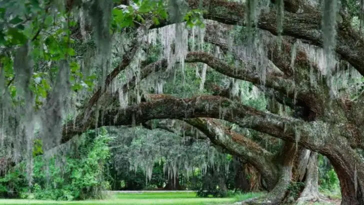 9 Garden Design ‘Rules’ That Create Boring, Lifeless Yards (Try These 9 Instead)