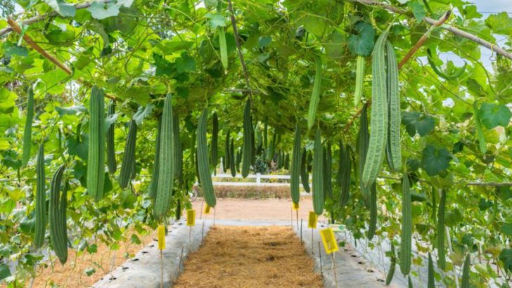 9 Steps to Grow Luffa and Make Your Own Natural Sponges