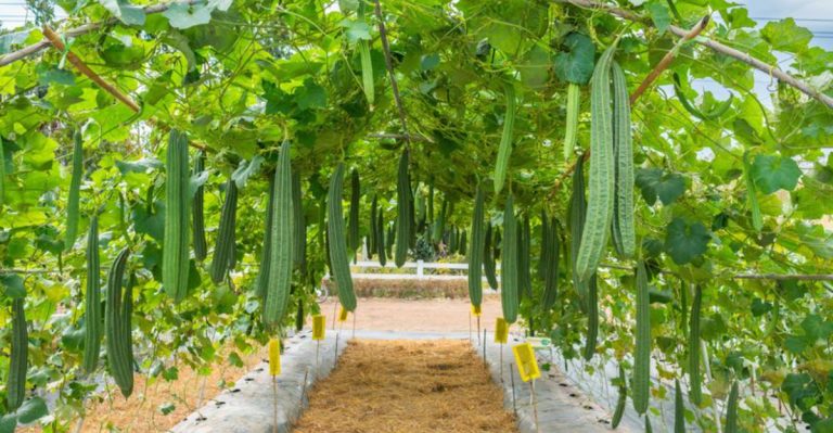 9 Steps to Grow Luffa and Make Your Own Natural Sponges