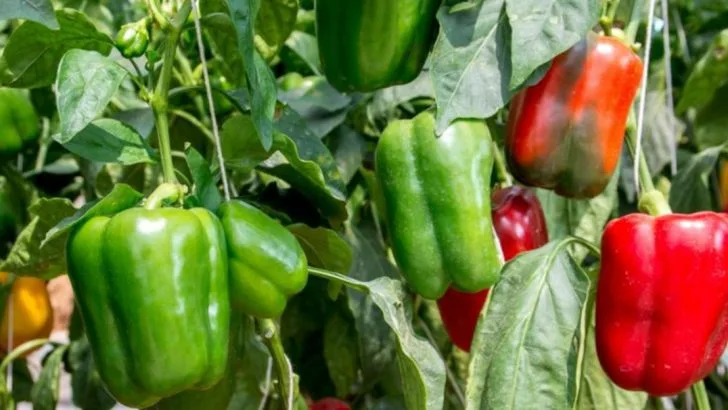 9 Vegetables That Always Disappoint New Gardeners (And 9 That Almost Always Deliver)