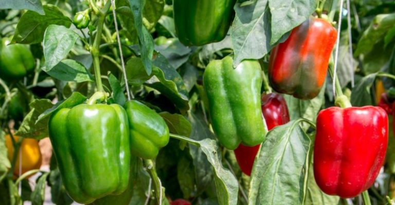 9 Vegetables That Always Disappoint New Gardeners (And 9 That Almost Always Deliver)