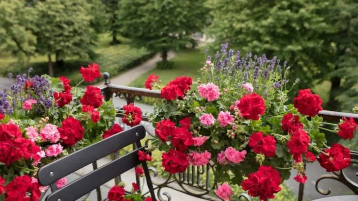 9 Classic Balcony Plants Making a Comeback With Modern Gardeners