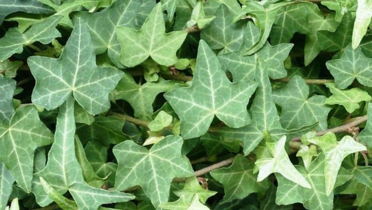 9 Plants That Don’t Belong by Walkways (And 9 Tidy Alternatives)
