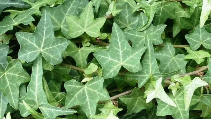 9 Plants That Don’t Belong by Walkways (And 9 Tidy Alternatives)