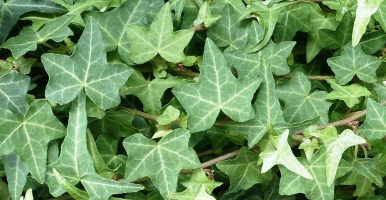 9 Plants That Don’t Belong by Walkways (And 9 Tidy Alternatives)