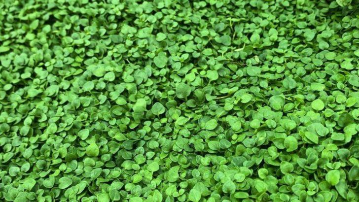 9 Plants That Love to Be Walked On (And Actually Grow Better for It)