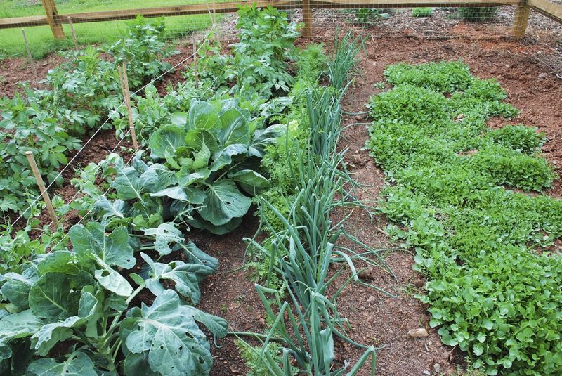 10. Companion Planting Benefits