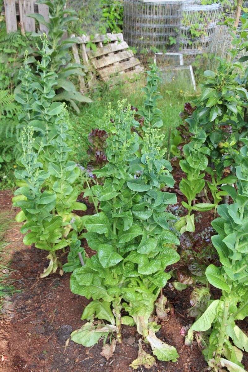 A Haven for Pollinators