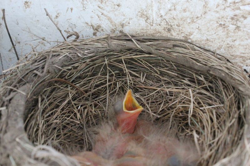 Abandoned Nests