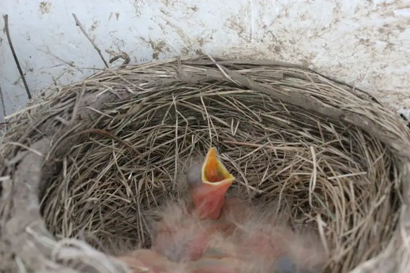 Abandoned Nests