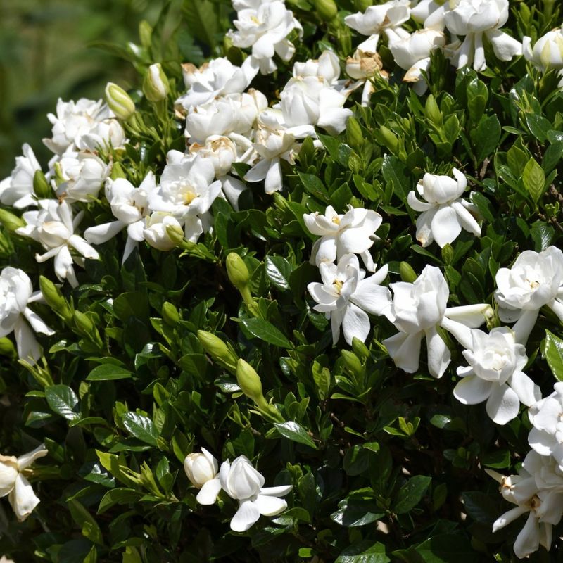 Gardenia