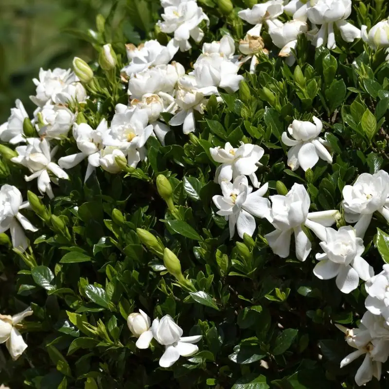 Gardenia