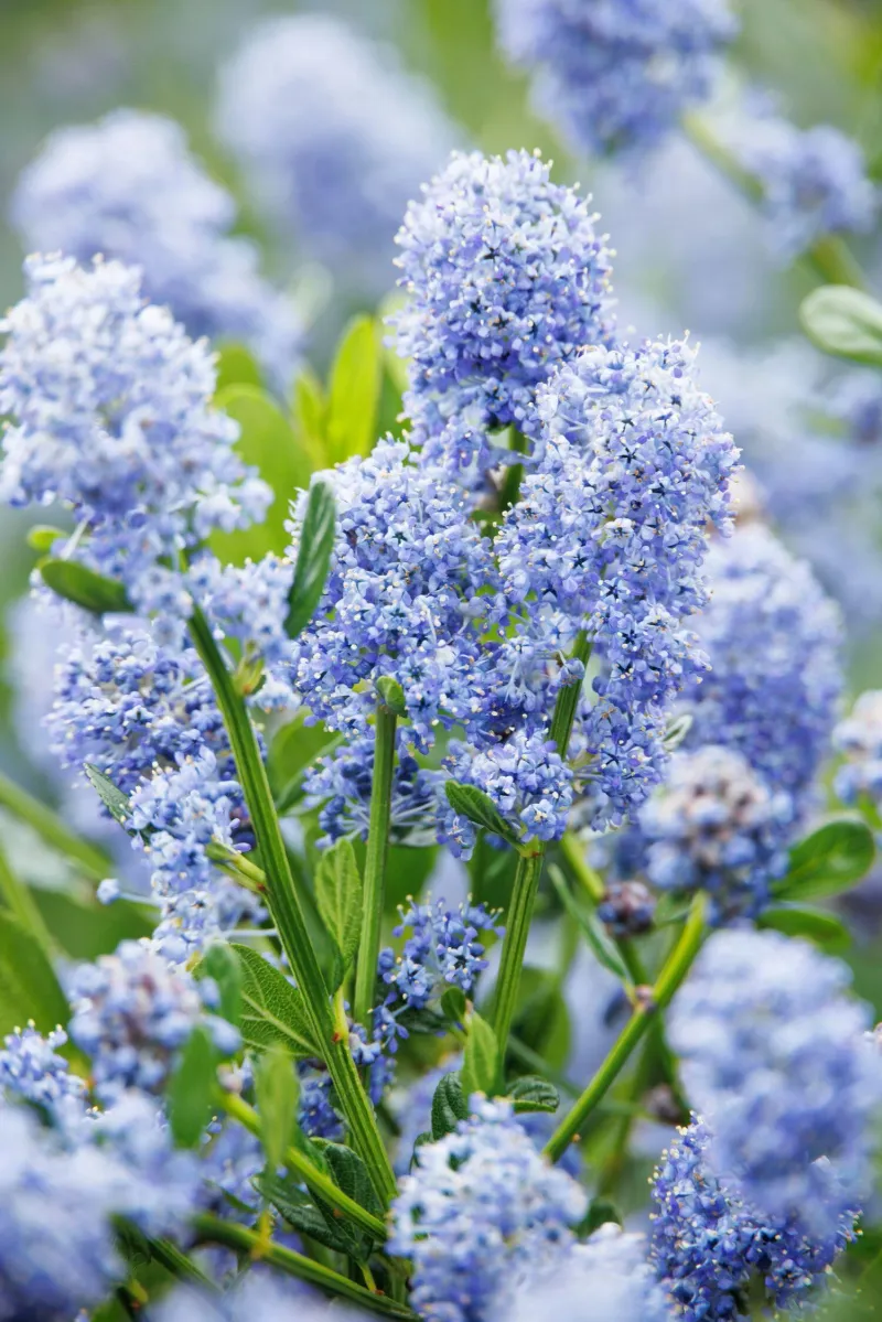 California Lilac (Ceanothus)