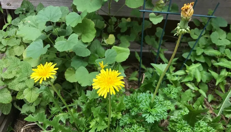 Abundant Weeds