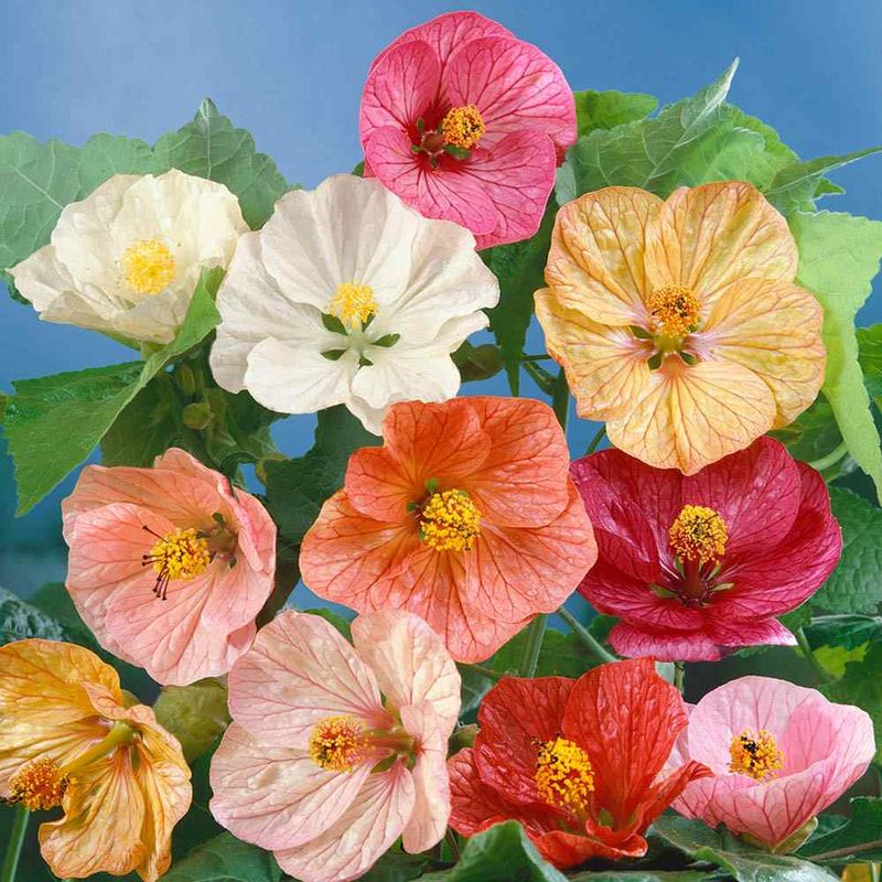 Abutilon