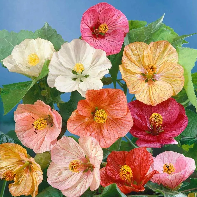 Abutilon