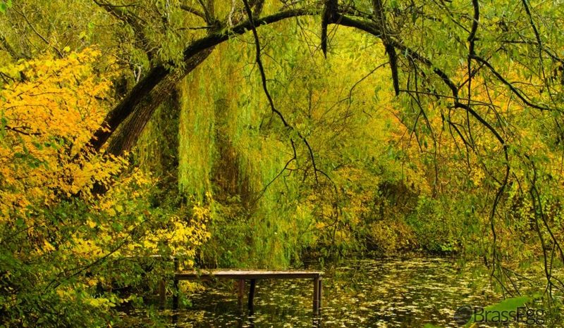 Willow