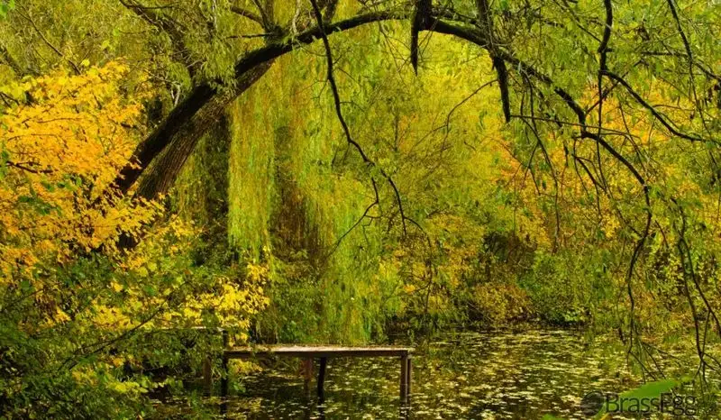 Willow