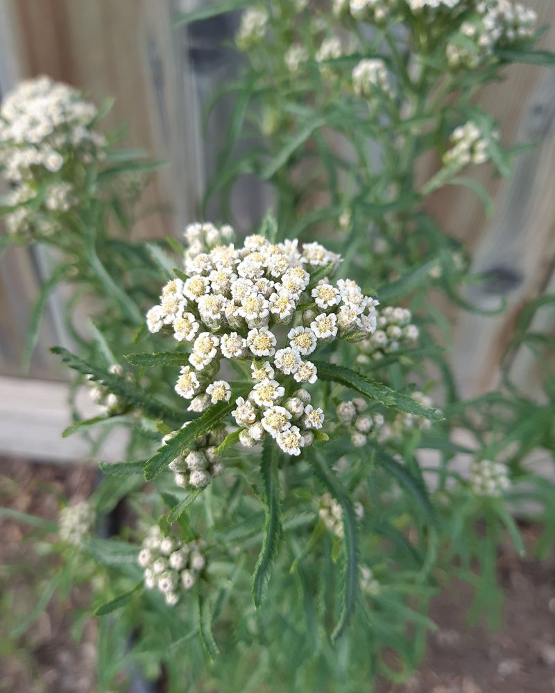 Achillea (Yarrow)