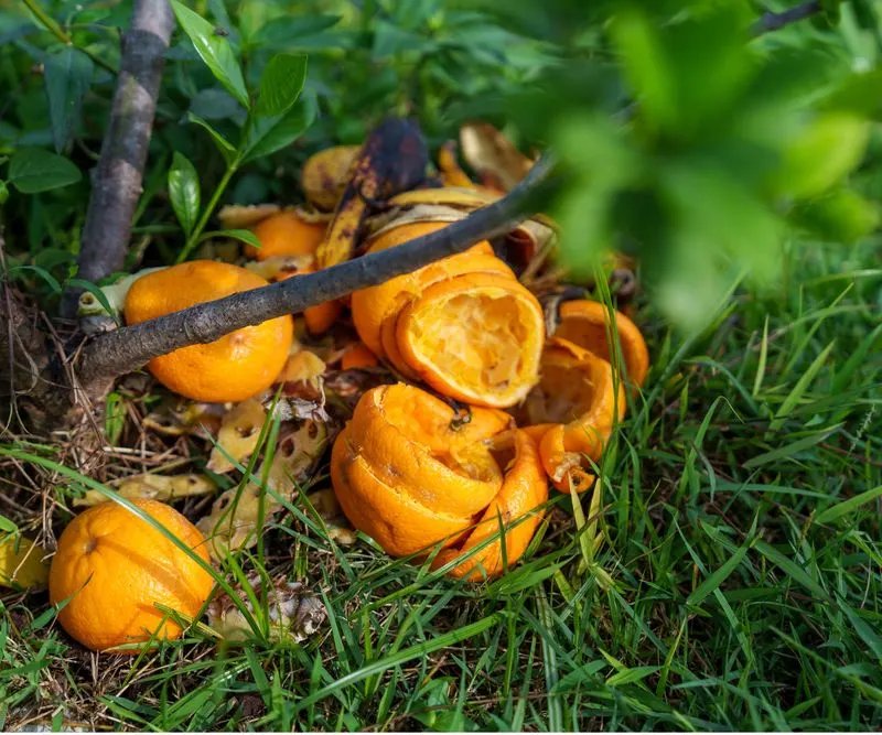 Acid-Loving Plant Food
