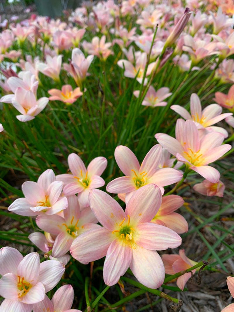 Zephyranthes