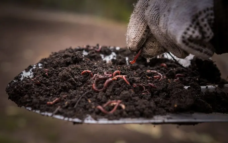 Rich Soil Life