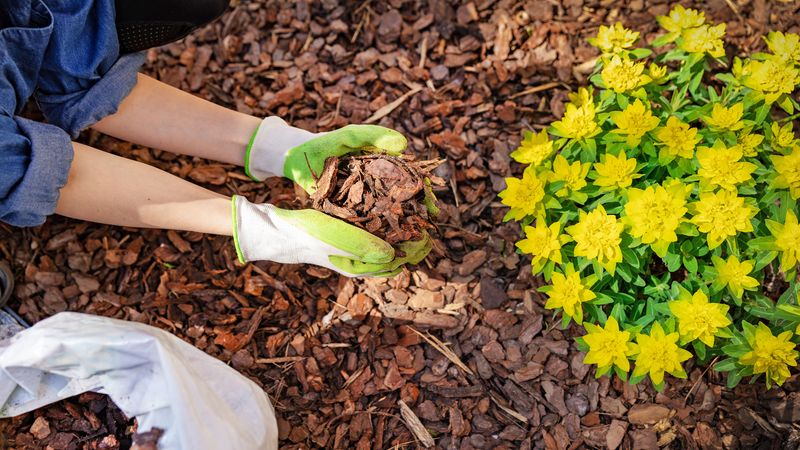 Apply Mulch to Flower Beds