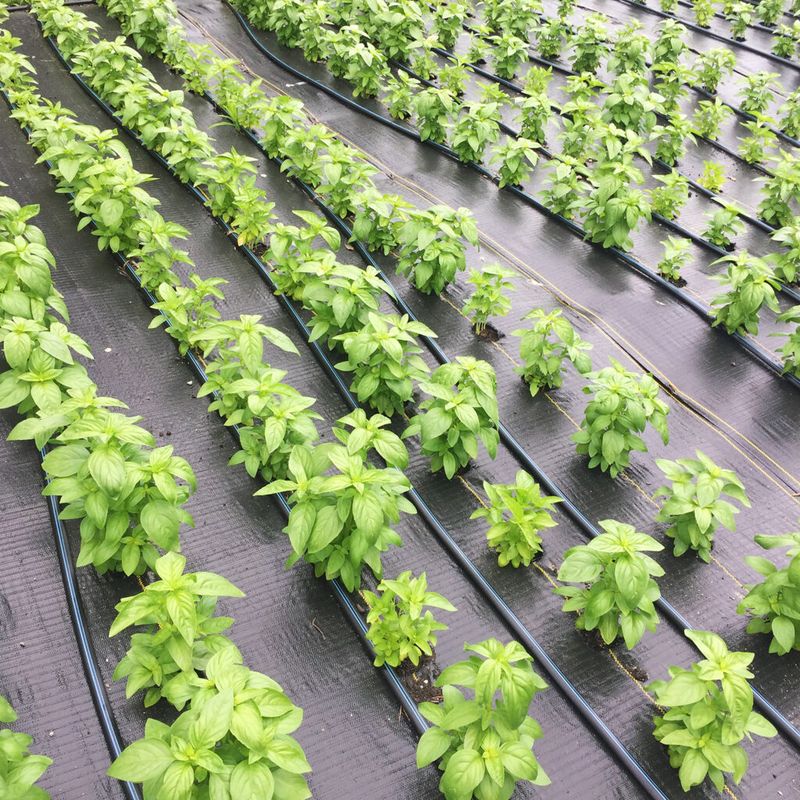 Adjusting Plant Spacing