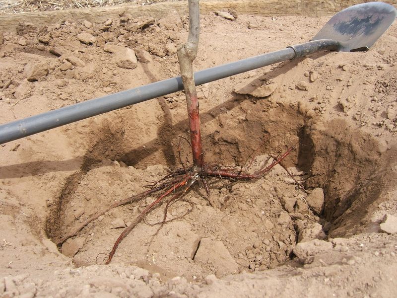 Adjusting Planting Depths