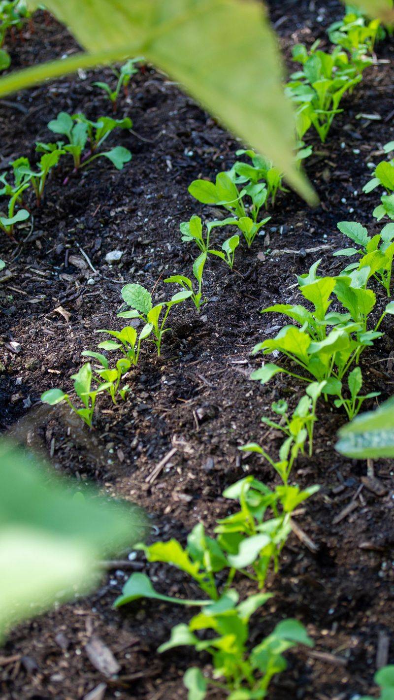 Adopting No-Till Practices