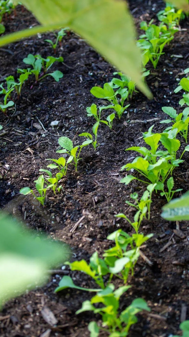 Adopting No-Till Practices