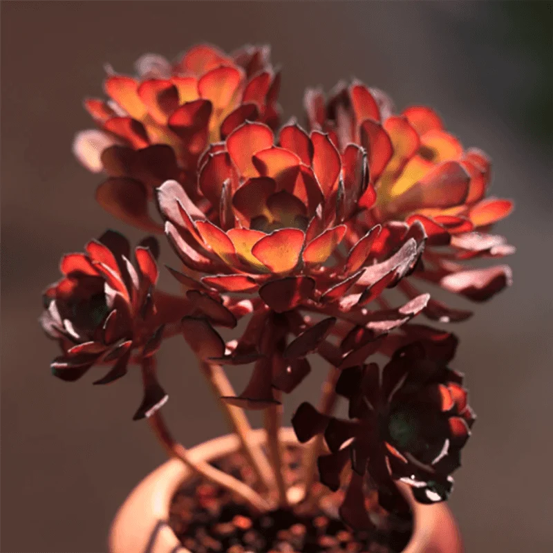 Aeonium 'Garnet'