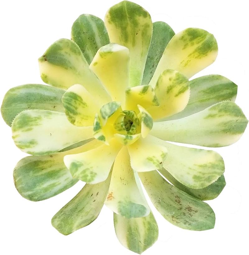 Aeonium 'Suncup'