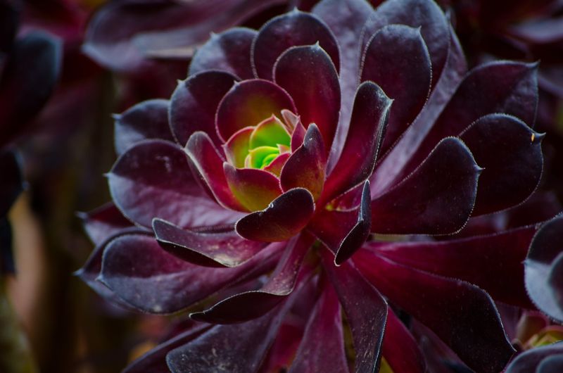 Aeonium 'Purple Queen'