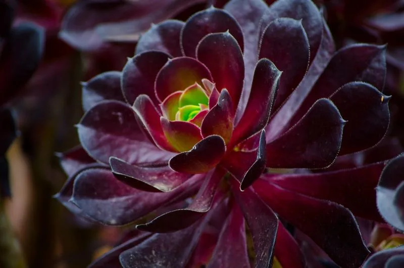 Aeonium 'Purple Queen'