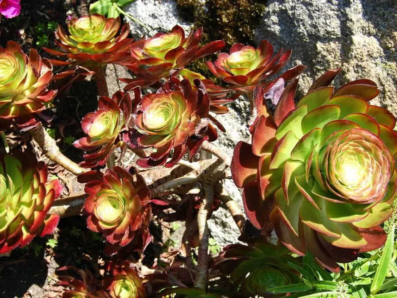 Aeonium 'Cyclops'