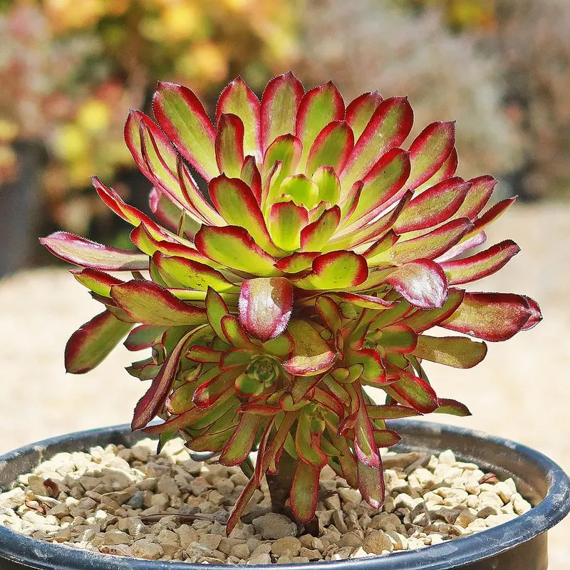Aeonium 'Mardi Gras'