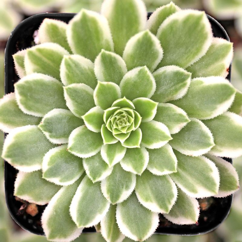 Aeonium 'Emerald Ice'