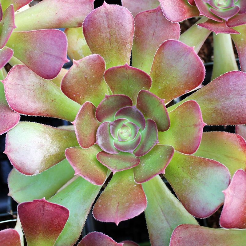 Aeonium 'Blushing Beauty'