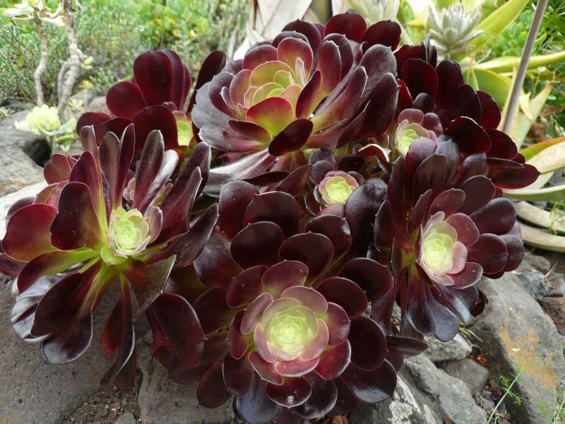 Aeonium 'Voodoo'
