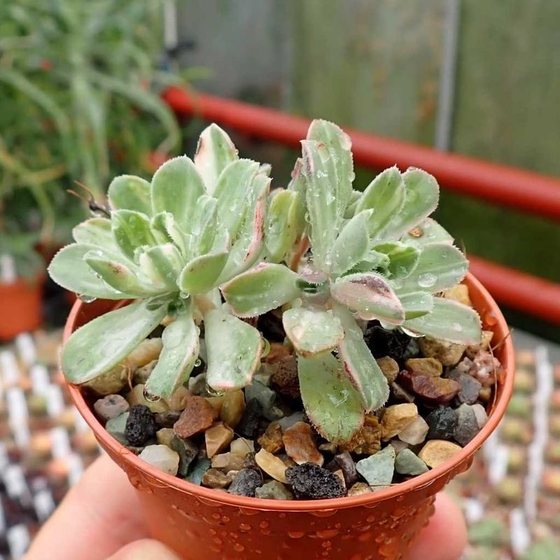 Aeonium 'Castello Paiva'