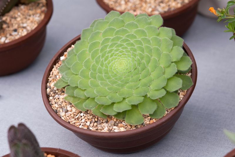 Aeonium 'Tabuliforme'