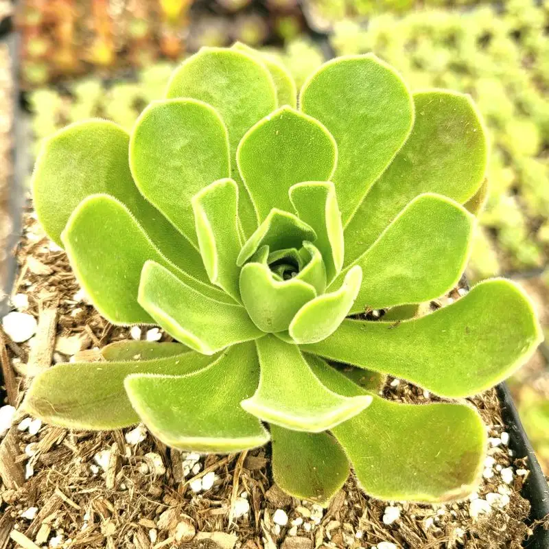 Aeonium 'Ballerina'