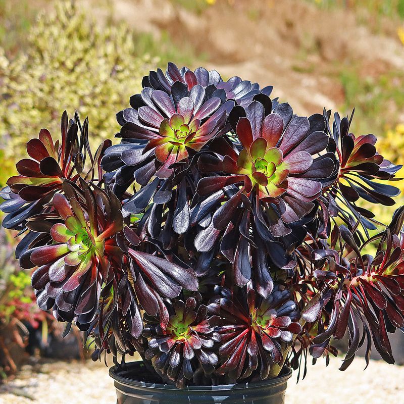 Aeonium 'Zwartkop'