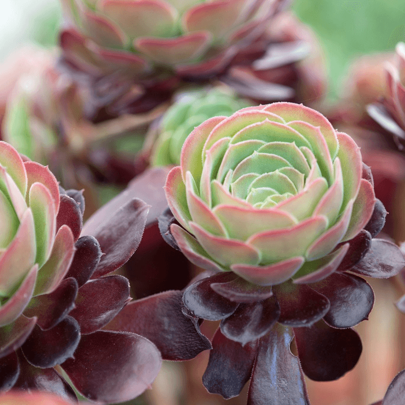 Aeonium 'Velour'