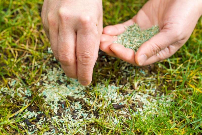 Overseed Thin Patches
