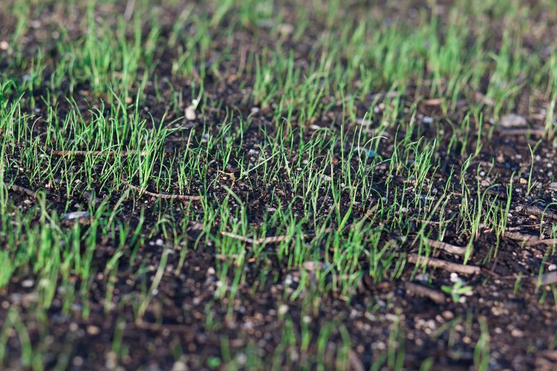 Overseeding